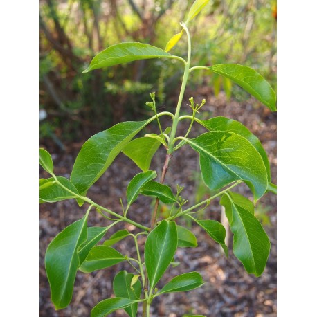 Euonymus grandiflorus 'Red Wine'