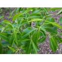 Euonymus grandiflorus 'Red Wine'