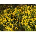 Genista hispanica - genêts d'Espagne,