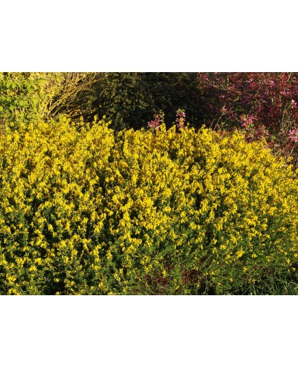 Genista pilosa 'Goldilocks' -genêt poilu