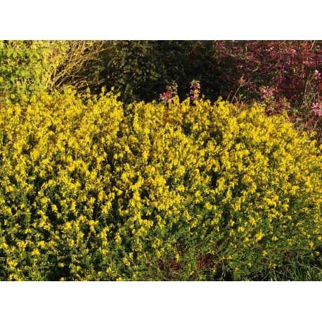 Genista pilosa 'Goldilocks' -genêt poilu