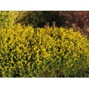 Genista pilosa 'Goldilocks' -genêt poilu