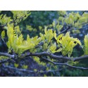 Gleditsia triacanthos 'Sunburst' - févier d'Amérique dorés, caroubes,