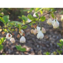 Halesia carolina - arbres aux cloches d'argent, perce neige en arbre