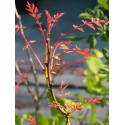 Koelreuteria paniculata - faux Savonnier