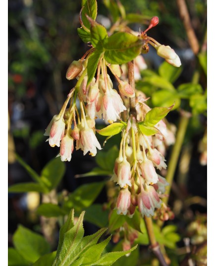 Staphylea trifolia - staphylier