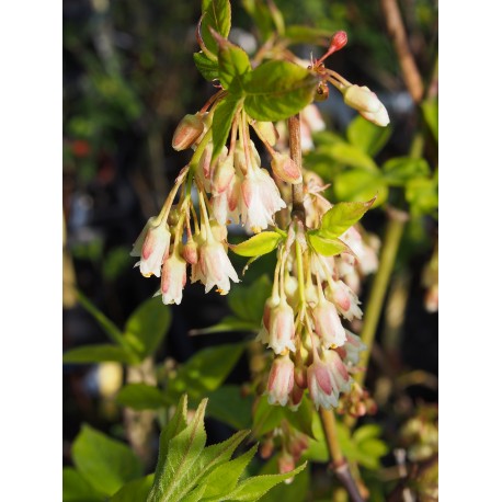 Staphylea trifolia - staphylier