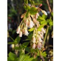 Staphylea trifolia - staphylier