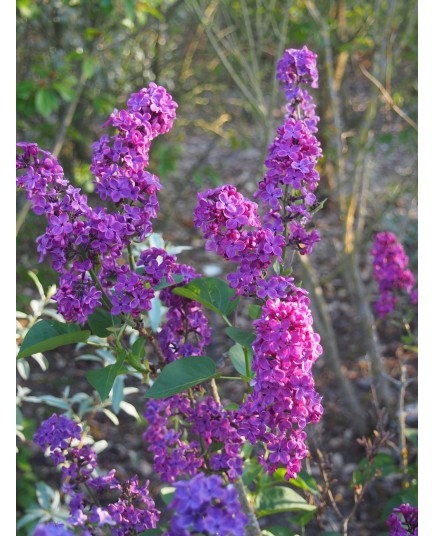 Syringa vulgaris 'Charles X' - Lilas Commum