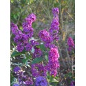 Syringa vulgaris 'Charles X' - Lilas Commum