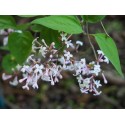 Syringa pubescens subsp. microphylla 'Superba' - Lilas à petites feuilles remontant