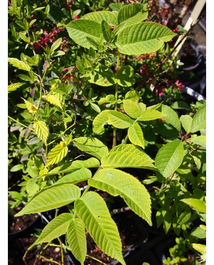 Juglans cinerea