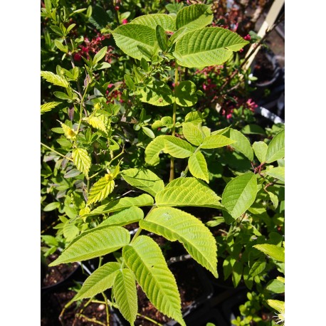 Juglans cinerea