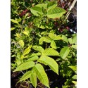 Juglans cinerea
