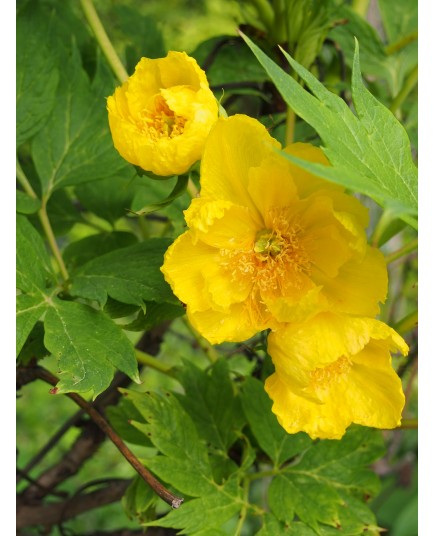 Paeonia delavayi var trollioides - pivoine en arbre