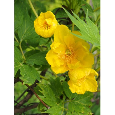 Paeonia delavayi var trollioides - pivoine en arbre