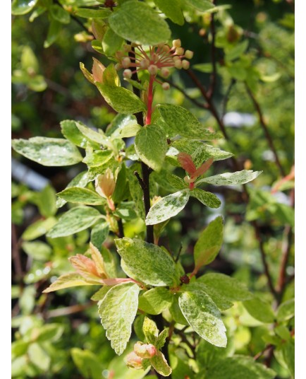 Spiraea vanhouttei x 'Pink Ice' ® - Spirée de vanhoutte panachée