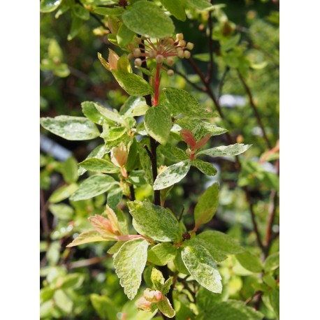 Spiraea vanhouttei x 'Pink Ice' ® - Spirée de vanhoutte panachée