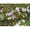 Deutzia kalmiiflora x