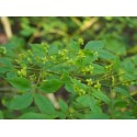 Euonymus alatus - Fusain ailé