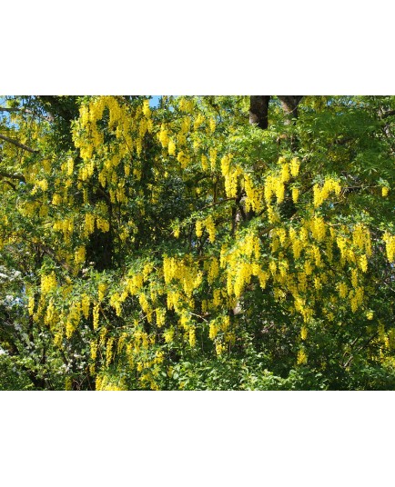 Laburnum anagyroides - cytises, cytise aubour