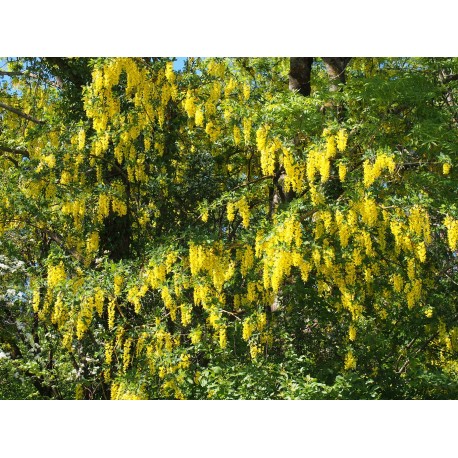 Laburnum anagyroides - cytises, cytise aubour