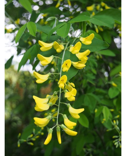 Laburnum watereri x 'Vossii' - cytises,