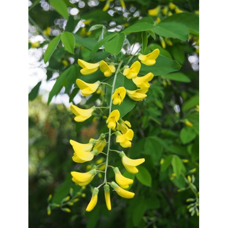 Laburnum watereri x 'Vossii' - cytises,