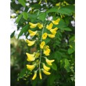 Laburnum watereri x 'Vossii' - cytises,