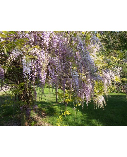 Wisteria sinensis 'Prolific' - glycines de Chine