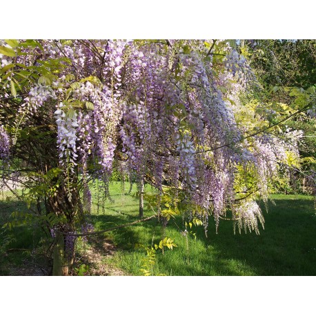 Wisteria sinensis 'Prolific' - glycines de Chine