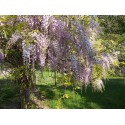 Wisteria sinensis 'Prolific' - glycines de Chine