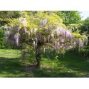 Wisteria sinensis 'Prolific' - glycines de Chine