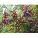 Fagus sylvatica 'Purpurea Major'