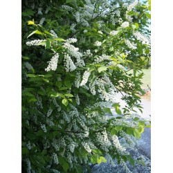 Prunus padus