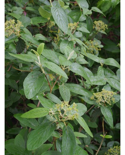 Viburnum rhytidophylloides x 'Alleghany'