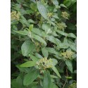 Viburnum rhytidophylloides x 'Alleghany'