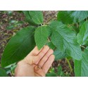 Viburnum rhytidophylloides x 'Alleghany'