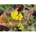 Hippocrepis comosa - Fer à cheval , hipocrépide