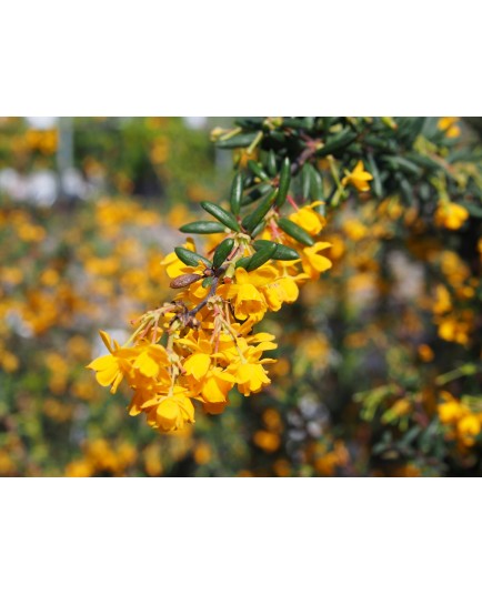 Berberis stenophylla x - berberis, épine-vinettes, vinetiers,épines vinettes,