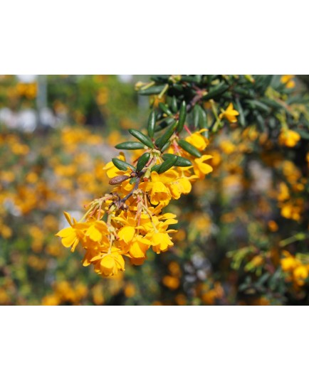 Berberis stenophylla x - berberis, épine-vinettes, vinetiers,épines vinettes,