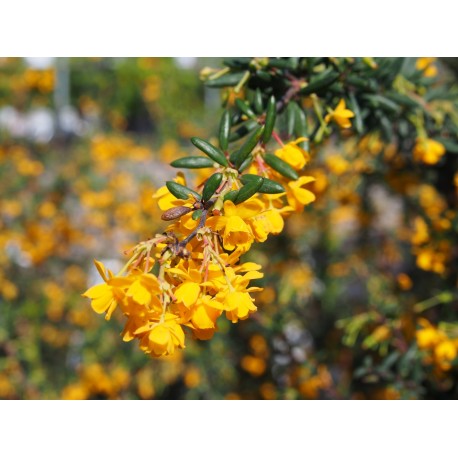 Berberis stenophylla x - berberis, épine-vinettes, vinetiers,épines vinettes,