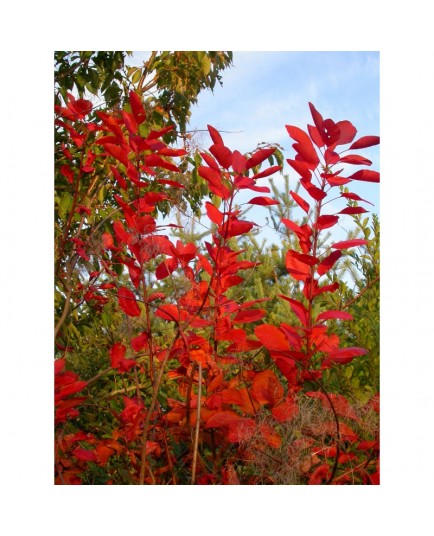 Cotinus dummeri x 'Grace' - arbre à perruque