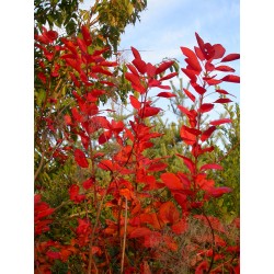 Cotinus dummeri x 'Grace' - arbre à perruque