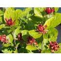 Calycanthus floridus - Arbre Pompadour, Arbre aux anémones