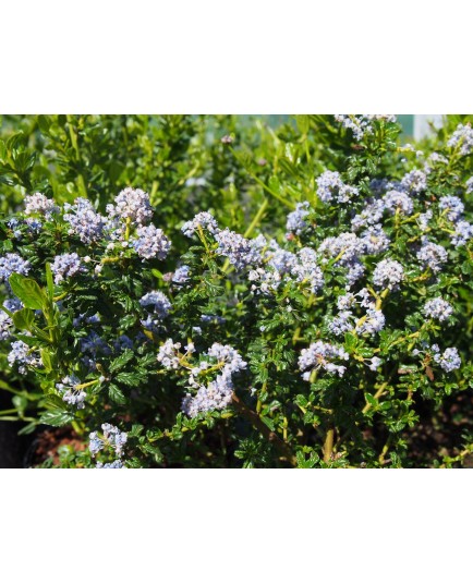 Ceanothus impressus 'Victoria' - Lilas de Californie