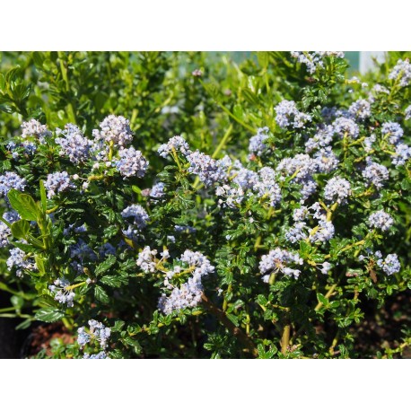 Ceanothus impressus 'Victoria' - Lilas de Californie