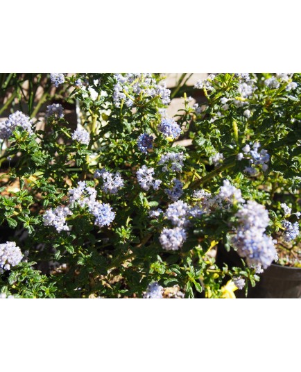 Ceanothus thyrsiflorus 'Blue Mound'