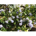 Ceanothus thyrsiflorus 'Blue Mound'