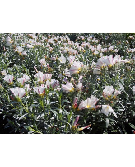 Convolvulus cneorum